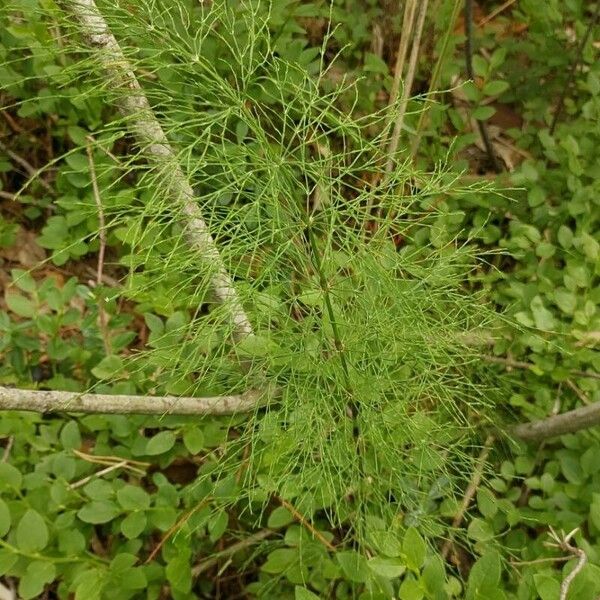 Equisetum sylvaticum पत्ता