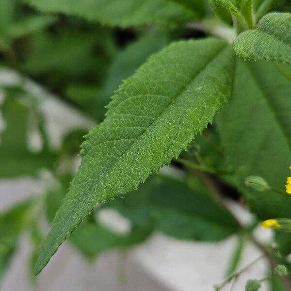 Lapsana communis Fulla