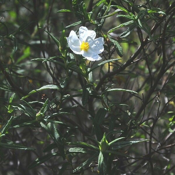 Cistus monspeliensis 花