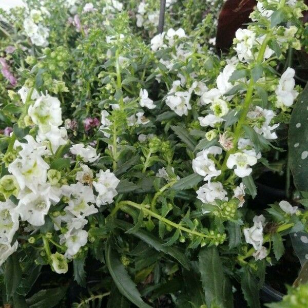 Angelonia angustifolia Leaf