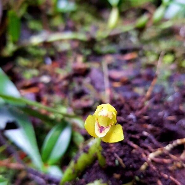 Maxillaria moralesii Cvet