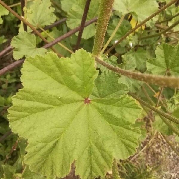 Malva sylvestris Лист