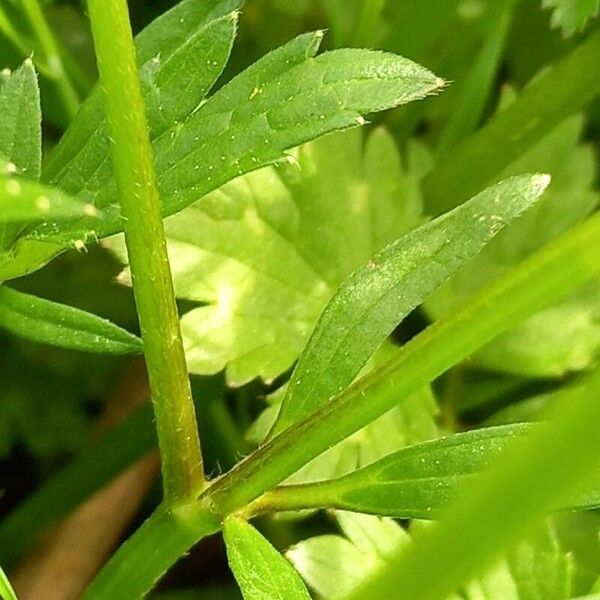 Ranunculus repens چھال