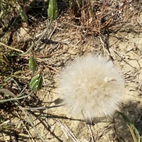 Tragopogon dubius Fruitua