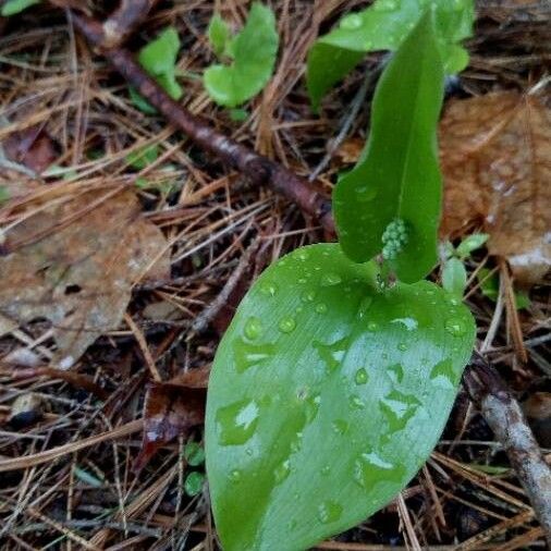 Maianthemum canadense برگ