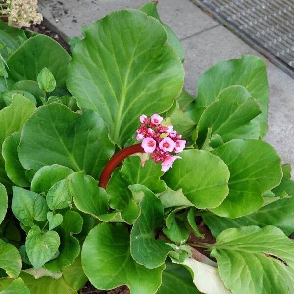 Bergenia crassifolia List