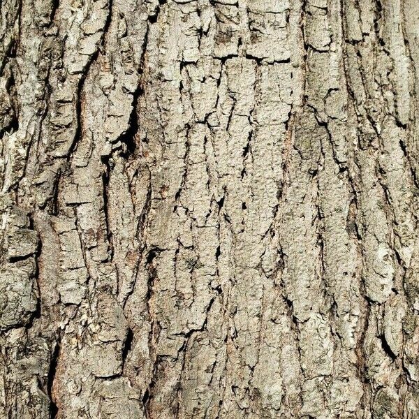 Acer rubrum 樹皮