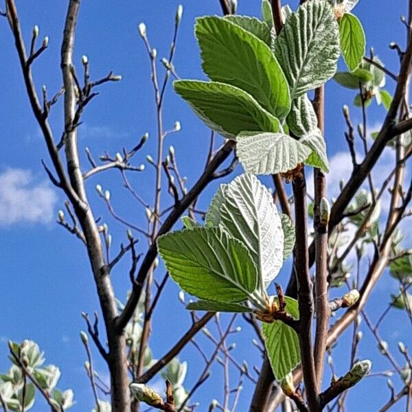 Aria edulis Blad