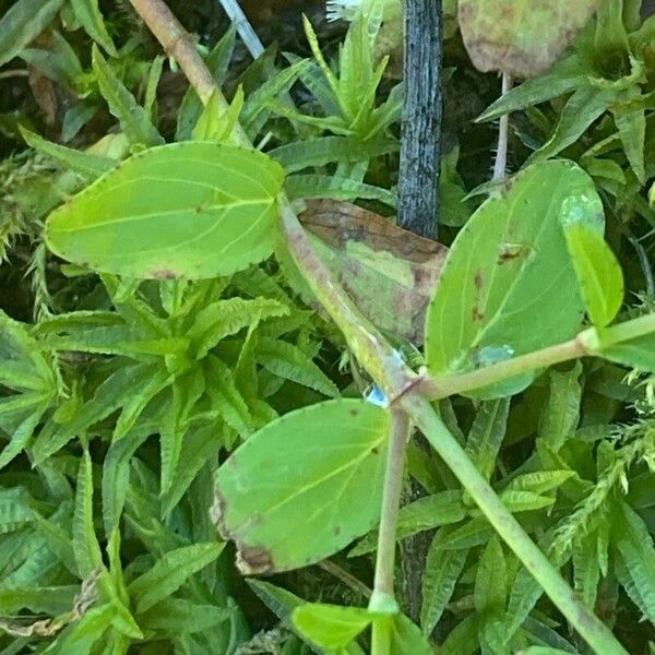 Hypericum humifusum Fulla