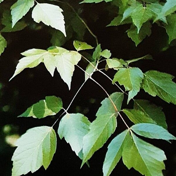 Acer negundo Blatt