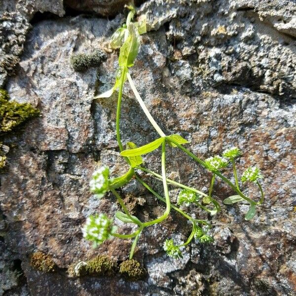 Valerianella locusta ഇല