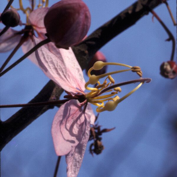 Cassia javanica Blomst