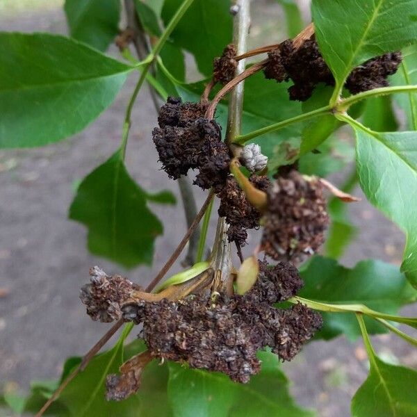 Fraxinus ornus Fruitua