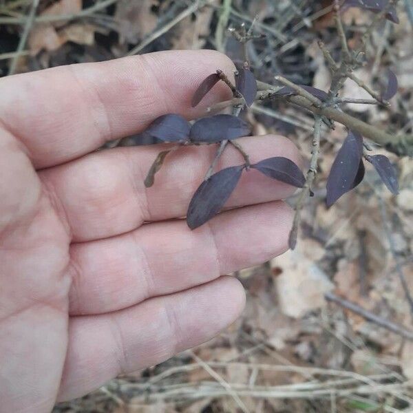 Vaccinium angustifolium List