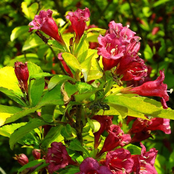 Weigela florida Blomma