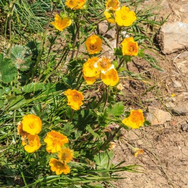 Geum montanum Kwiat