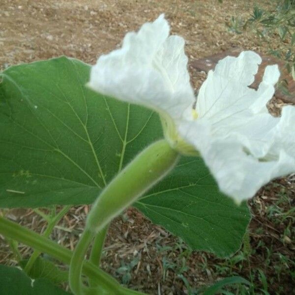 Lagenaria siceraria Blüte