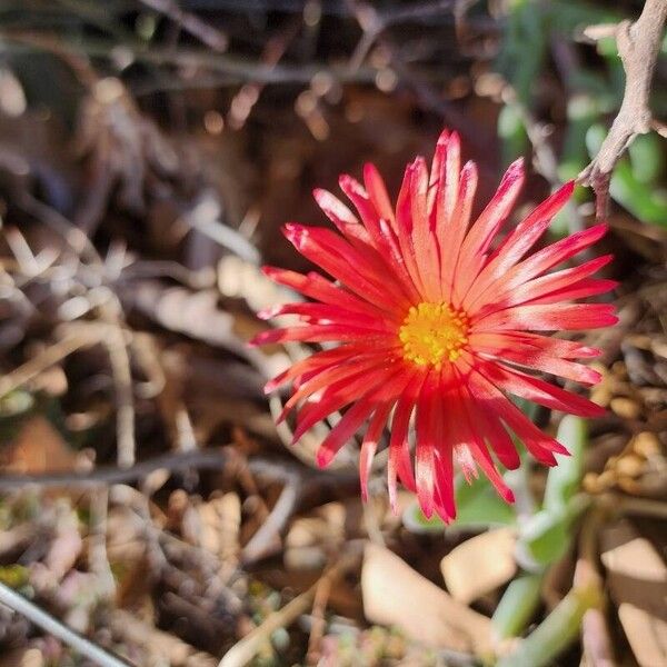 Malephora crocea Flower