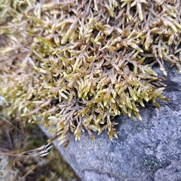 Lycopodium alpinum Leaf