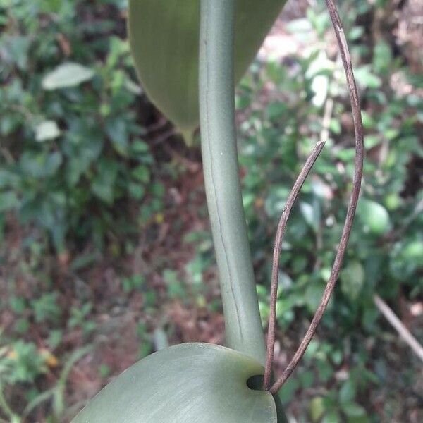 Vanilla planifolia Kéreg