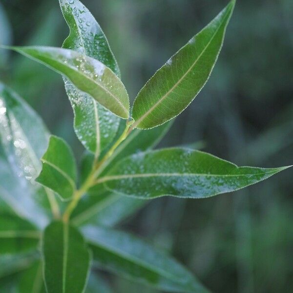 Salix lucida Φύλλο