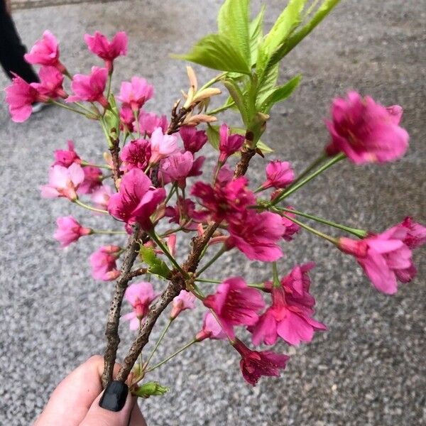 Prunus campanulata Цветок