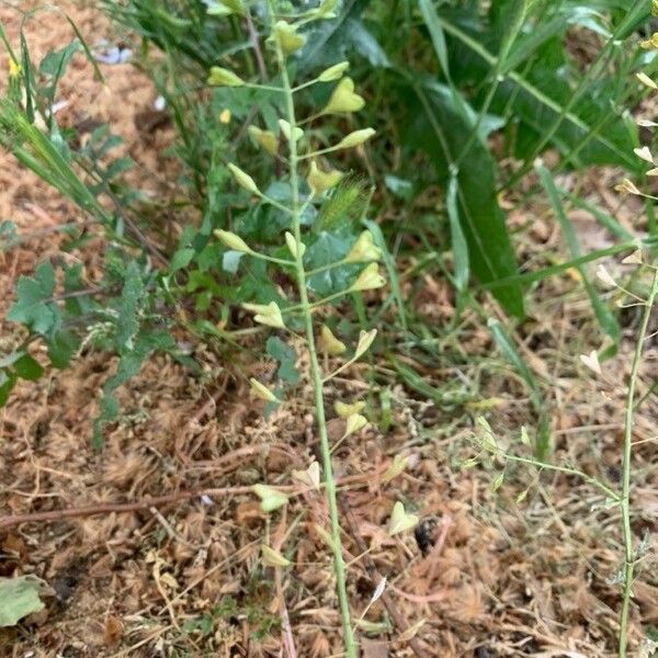 Capsella bursa-pastoris 葉