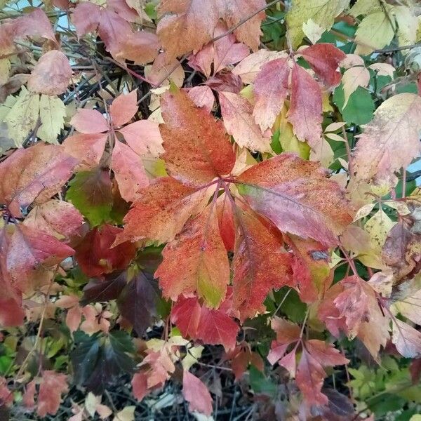 Parthenocissus inserta Blad