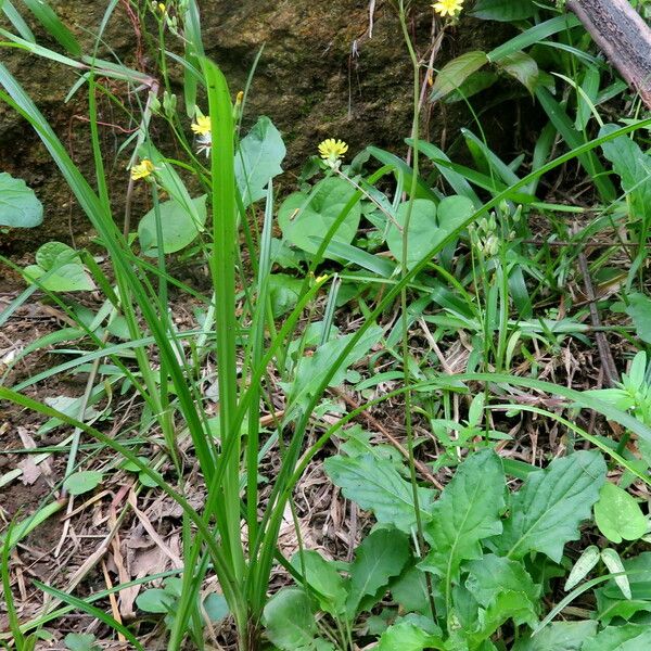 Youngia japonica موطن