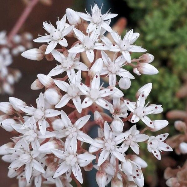 Sedum album Flower