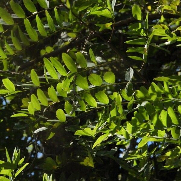 Gleditsia aquatica Leaf