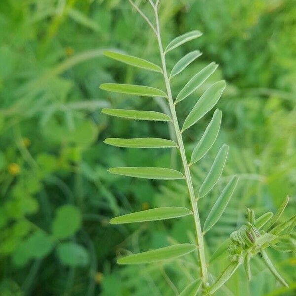 Vicia monantha Leaf