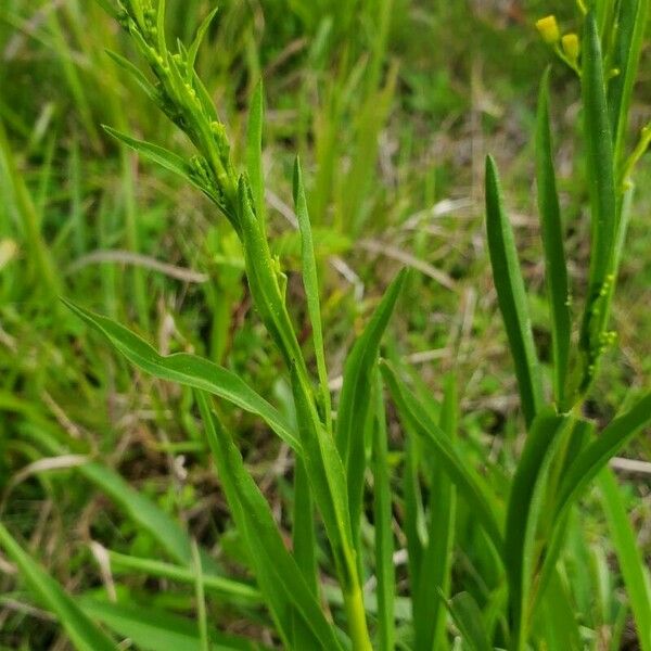 Solidago stricta Φύλλο