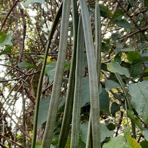 Dolichandra unguis-cati Fruto