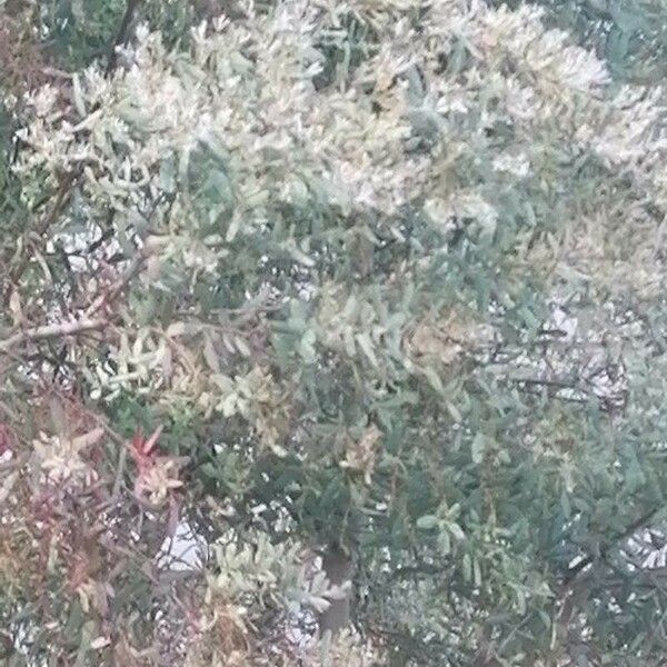 Acacia melanoxylon Kwiat