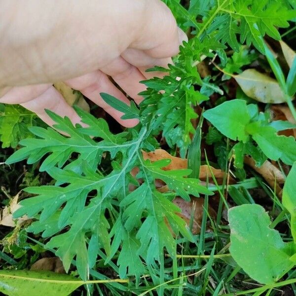 Parthenium hysterophorus Blad