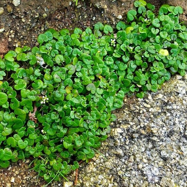 Cochlearia danica Habitat