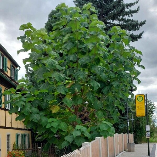 Paulownia tomentosa 形态