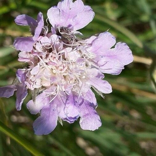 Lomelosia graminifolia Цвят