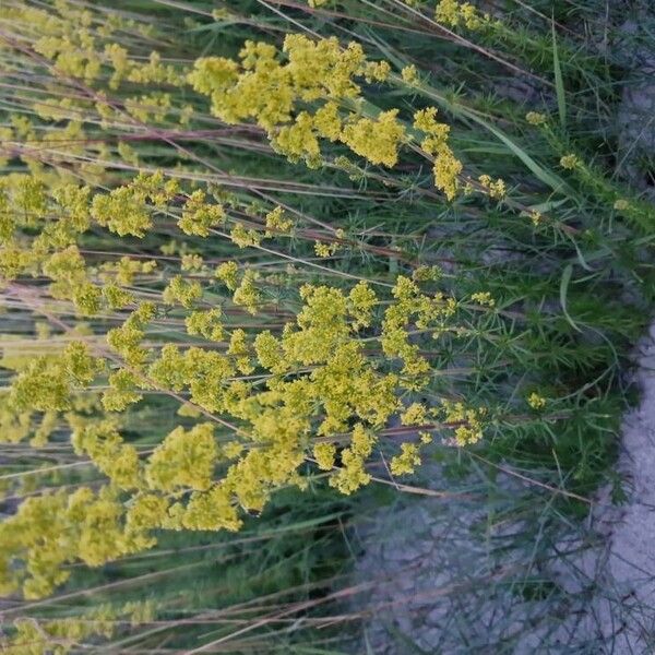 Galium verum Кветка