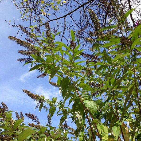 Buddleja davidii Habit