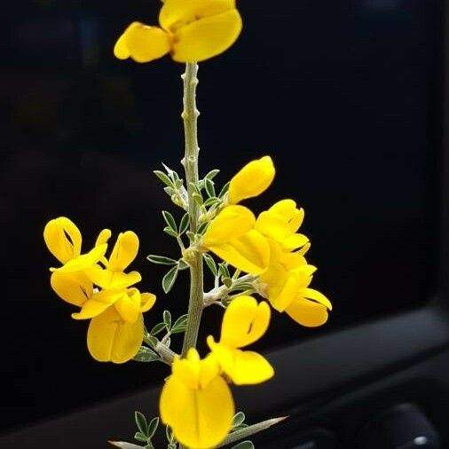 Genista scorpius Blüte