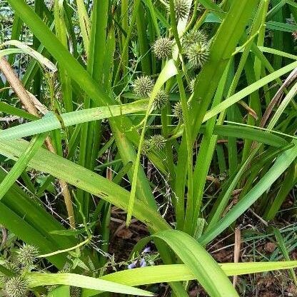 Sparganium erectum Habitat