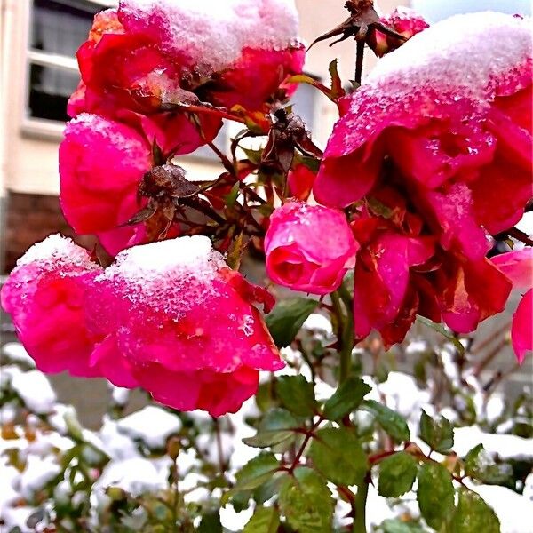 Rosa abietina Flor