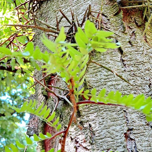 Gleditsia triacanthos Leaf