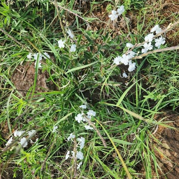 Chascanum hildebrandtii Λουλούδι