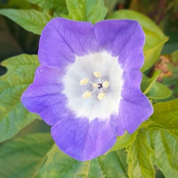 Nicandra physalodes Blomst