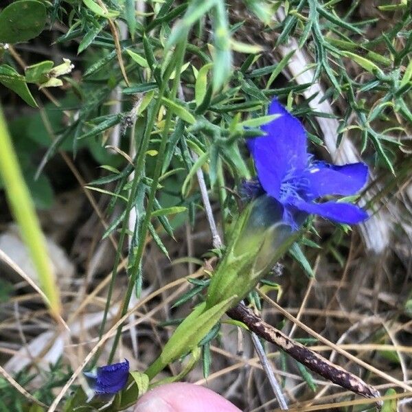 Gentianopsis ciliata Flower