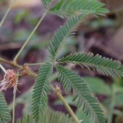 Mimosa pudica Лист