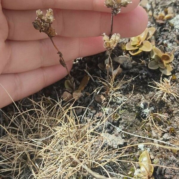 Veronica bellidioides Blad